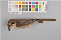 藏品(灰頭紅尾伯勞)的圖片